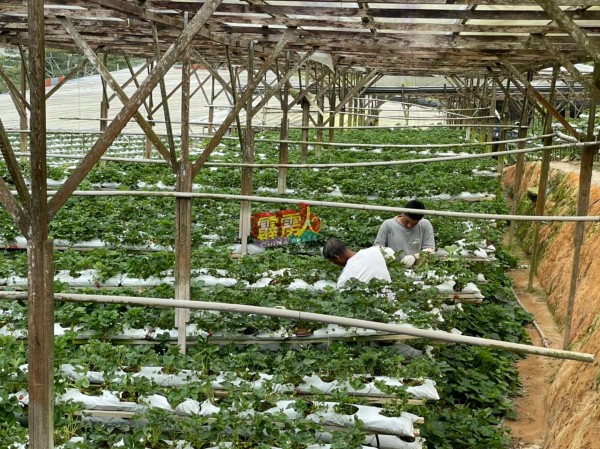 金马崙菜农因缺乏外劳的人力，影响了蔬菜的产量。
