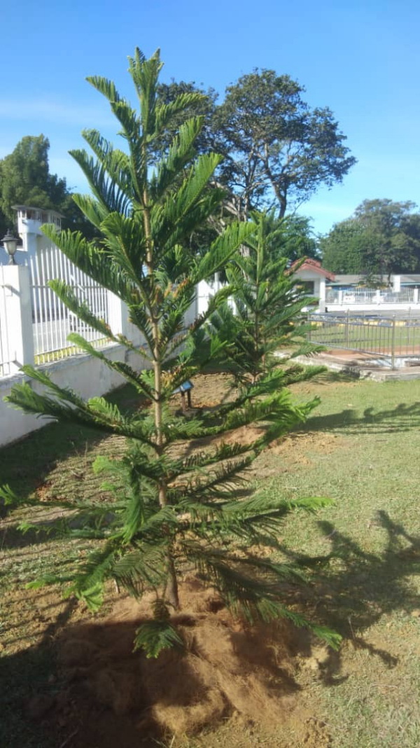 博物院前空地栽花植树,准备亮丽迎客。