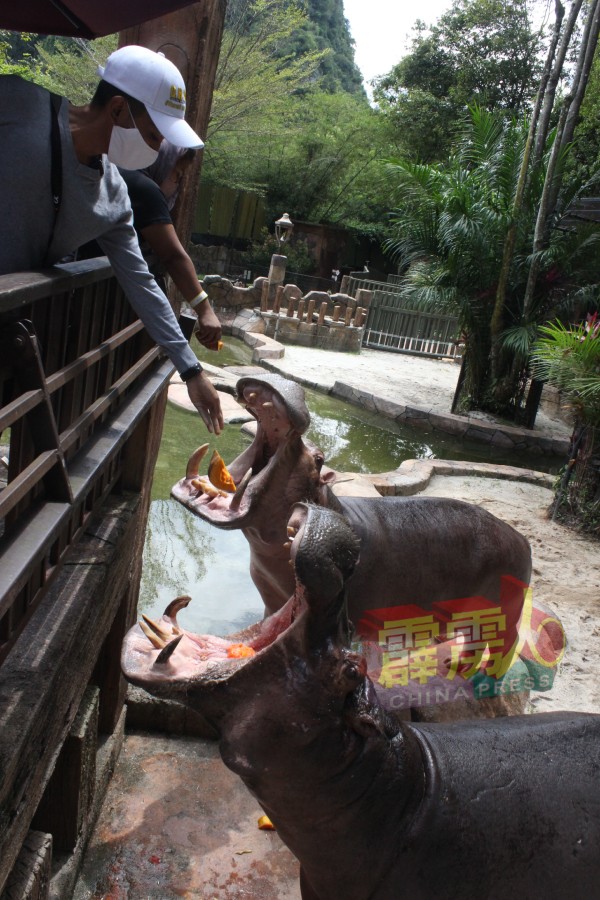 周一甫开放，“河马王朝”的2名访客有幸受邀参与喂食河马活动。