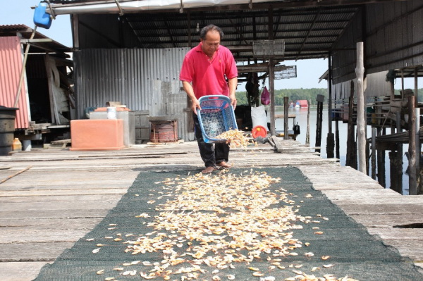 由于捕获量减少，制作虾米业者生产量也有限。