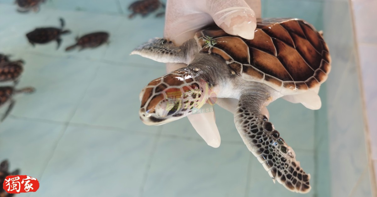 在昔加里海龟孵育中心孵育的小绿海龟。