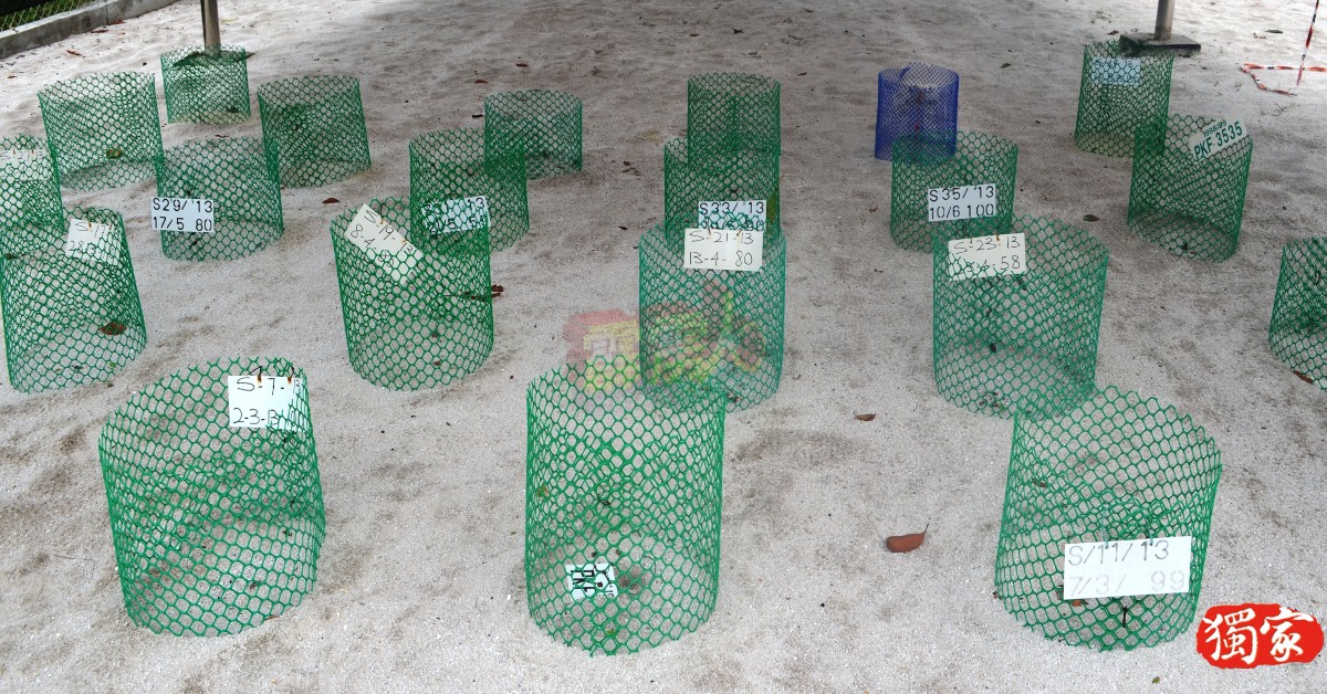 昔加里海龟孵育中心设有海龟蛋孵化区。（档案照）