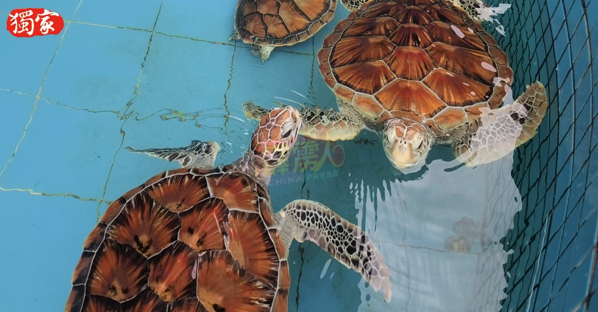 好奇的海龟从水面探出头，好像在向游客打招呼呢！