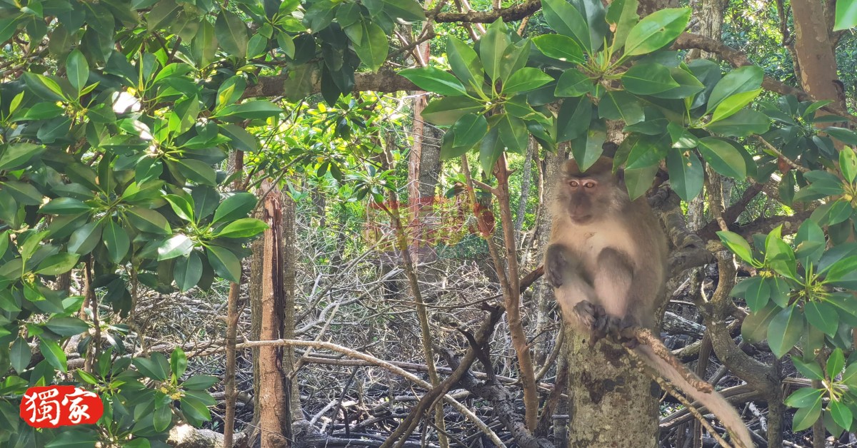 在红土坎城市红树林沼泽生态旅游中心散步，会发现猴子就在你左右。