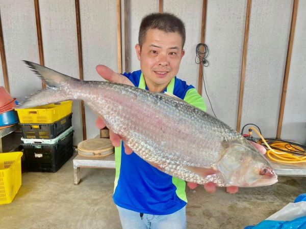 许咏强展示罕见的野生“刺壳鱼”，售价逾千令吉。