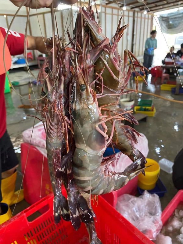 硕大的老虎虾，近来是海产网购销售的“宠儿”。