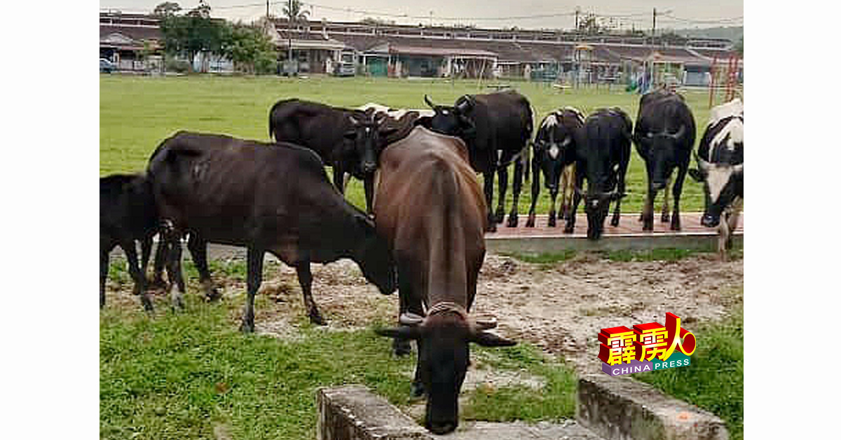 牛群每天都出现在草场，让居民不敢到该草场进行休闲活动。
