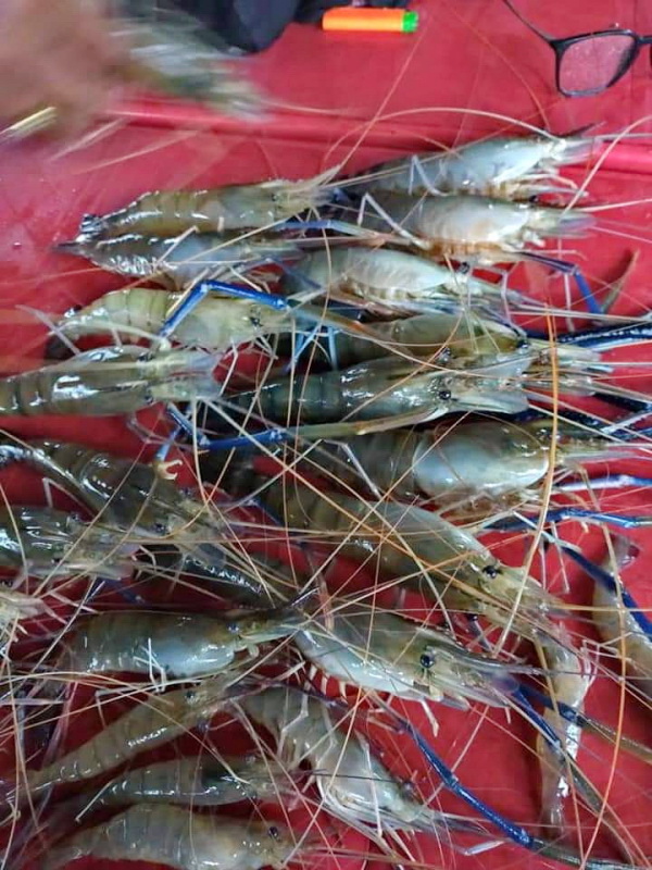 这些肥美新鲜的大头虾，是从十八丁河钓获。