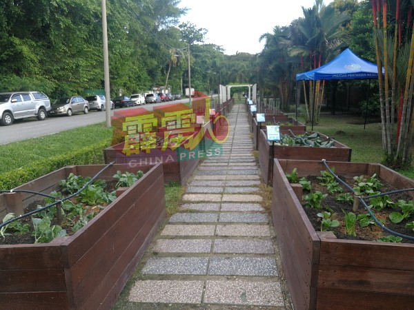 大臣官邸门前共有26个宣传格子(Petak Promosi)，轮流种植不同的蔬菜。