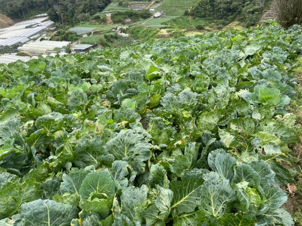 蔬菜因人手不足疏于照顾和雨季侵袭下，造成蔬菜品质歉佳。