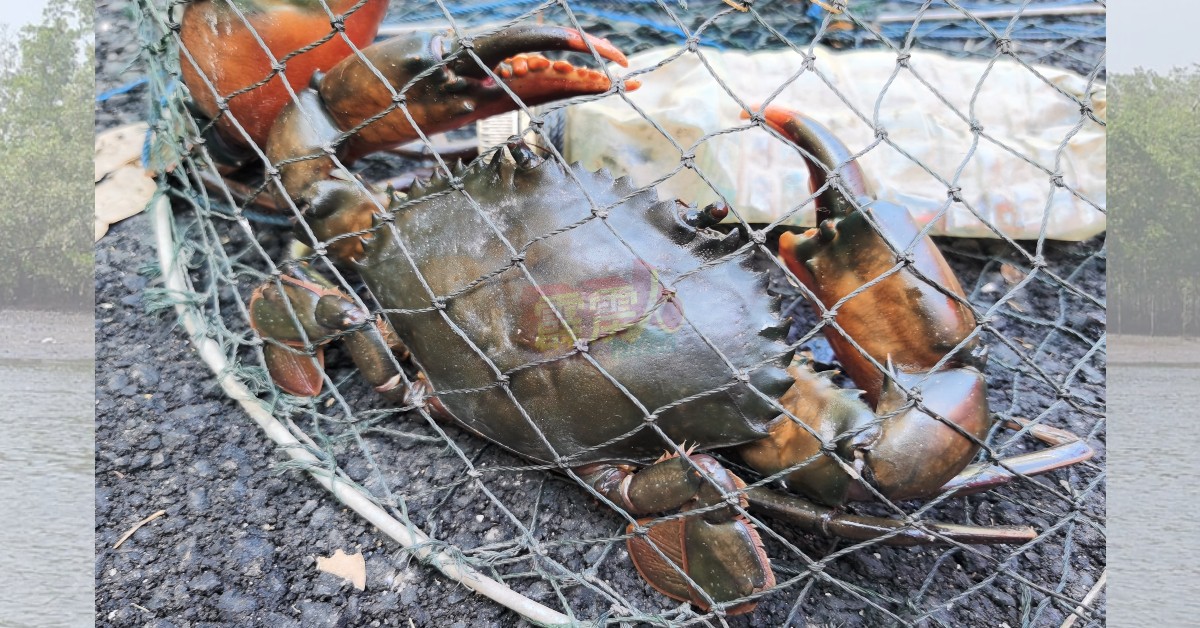 靠近莫珍歪甘榜贝丁鲁阿斯的独立小岛沼泽地，盛产螃蟹。