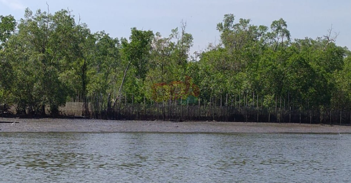 莫珍歪甘榜贝丁鲁阿斯村民要求州政府批发25英亩沼泽地的“土地临时使用准证”，以协助村民合法开拓养蟹领域。
