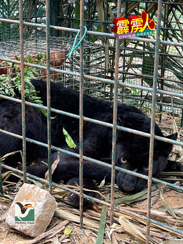 捕获的黑豹，已被送往宋溪国家野生动物保育中心。（取自大马半岛野生动物保护及国家公园局面子书）