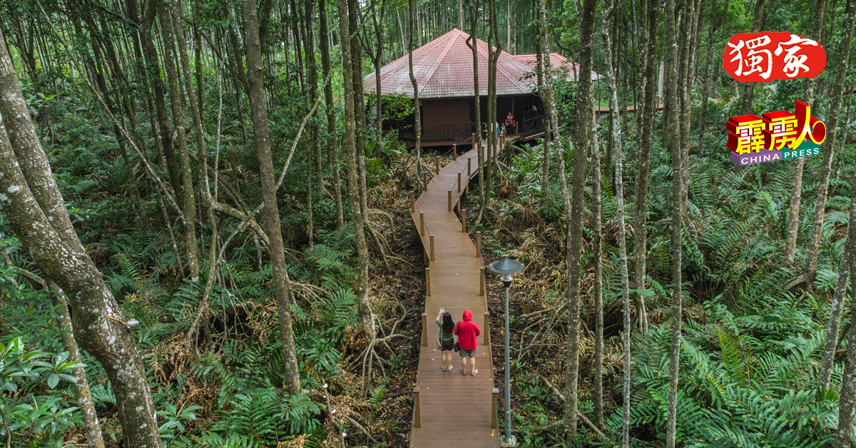 游客购票后，可以行走栈道，欣赏红树林保护区。