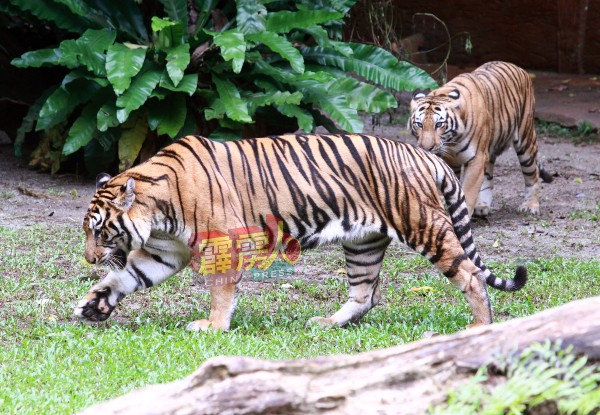 双威打扪迷失乐园再增添2只老虎。