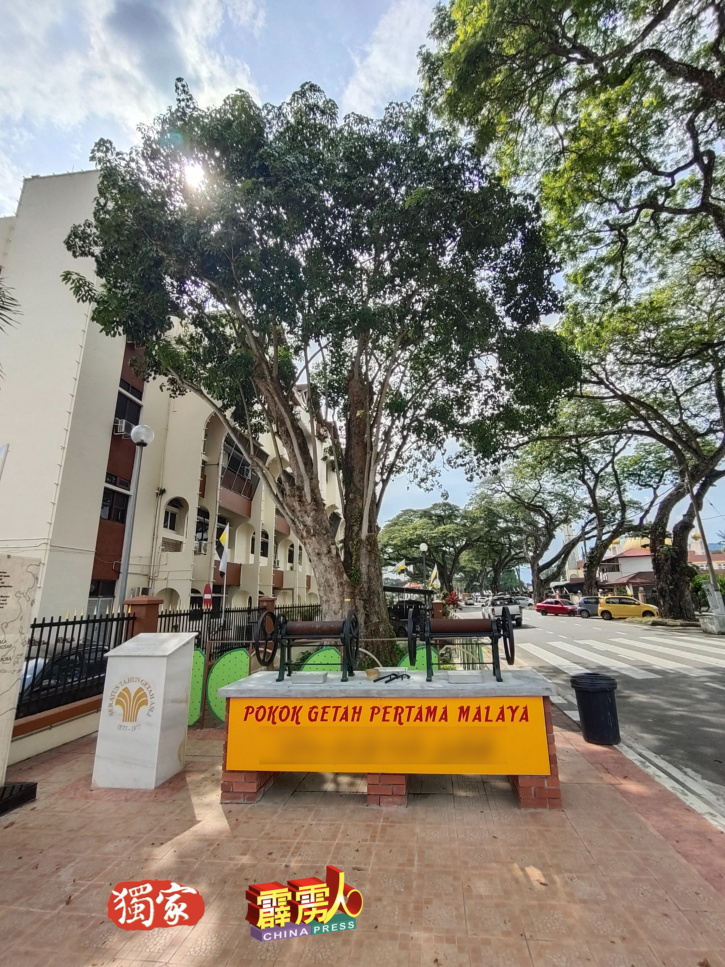 马来西亚最老的橡胶树，就在霹州江沙，目前已达144年高龄！