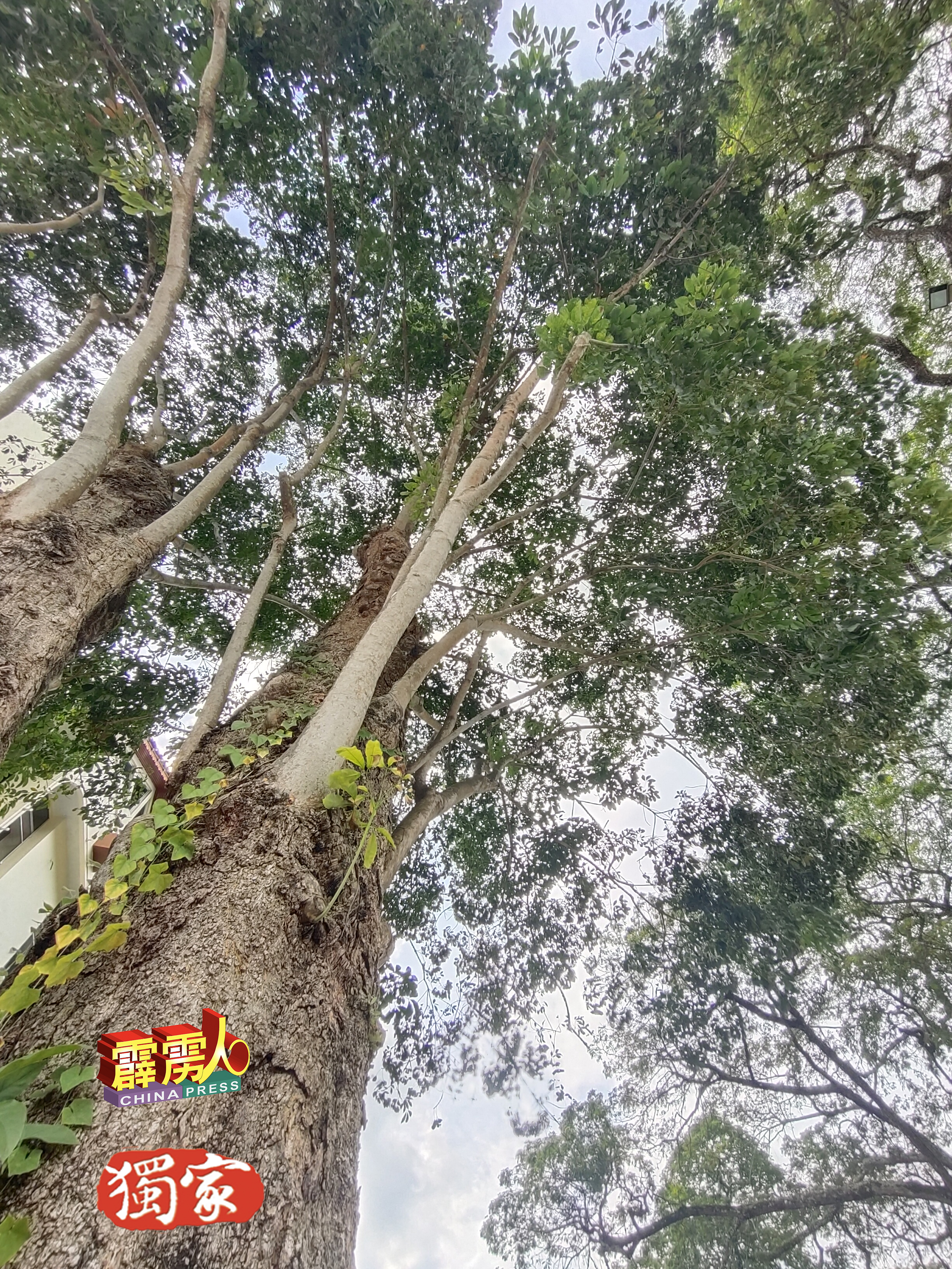 江沙百年胶树仍长出许多枝桠。