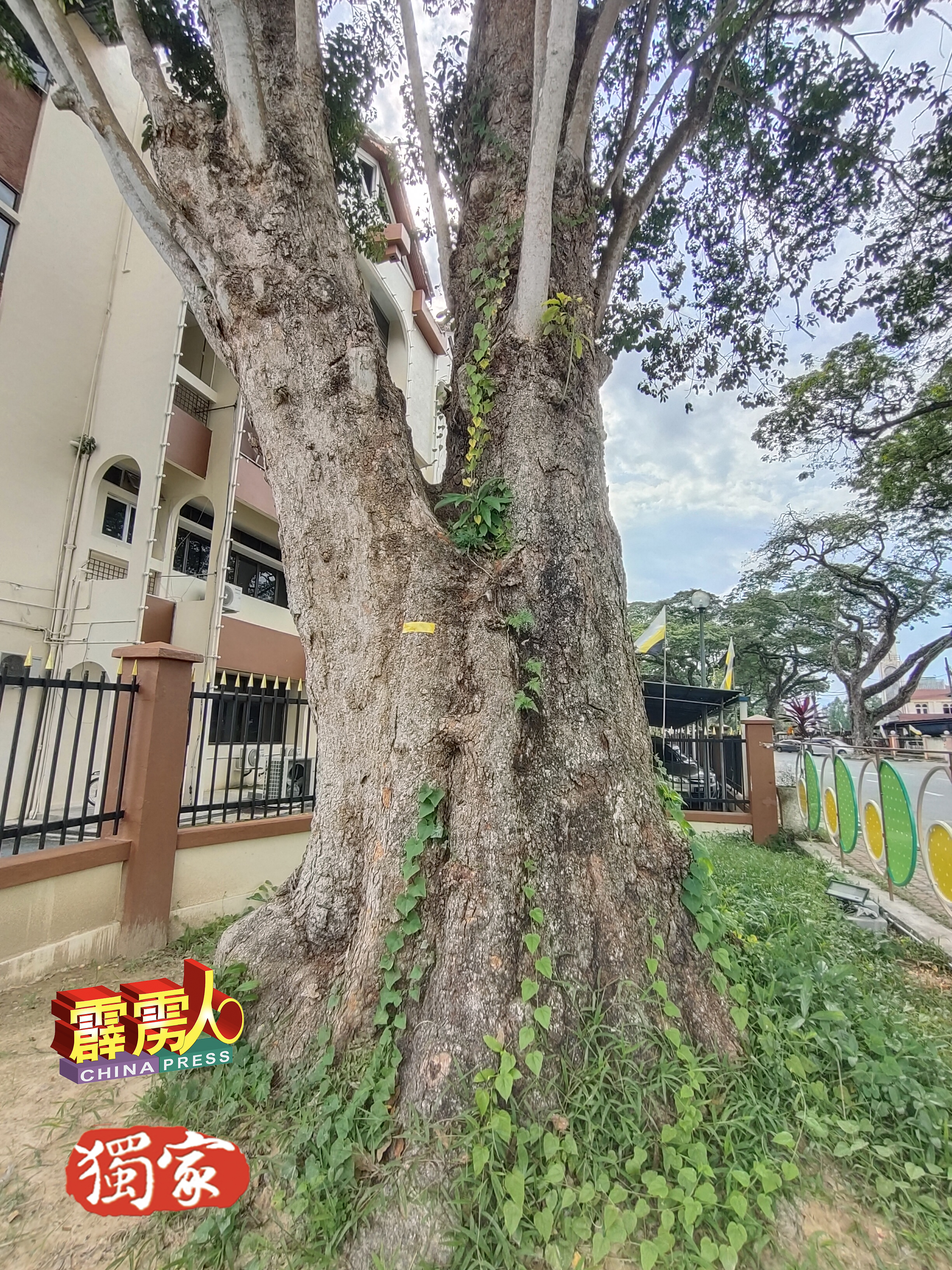 虽然已经145岁，不过江沙百年胶树仍茁壮成长。