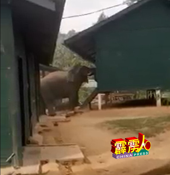 霹雳半岛野生动物及国家公园局，相信野象闯入军营的导因，是高压电围栏损坏或没有获得妥善维护所致。