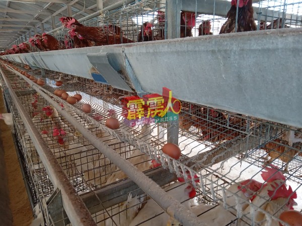 鸡只饲料一直调涨，但是肉鸡农场统制价却连续维持好几个月，让鸡农者一直蒙受亏损。（档案照）