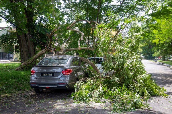 怡保花园卡洛斯路草场的大树枝干断裂倒下，下放的轿车车顶、前后车镜、车门及后视镜损坏。