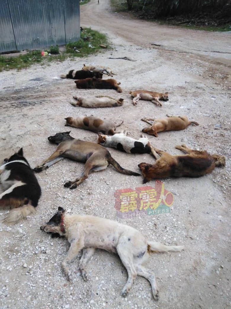 新邦波赖前往镜湖路段，逾20只狗一夜间遭人毒死。 （宋伟钊提供）