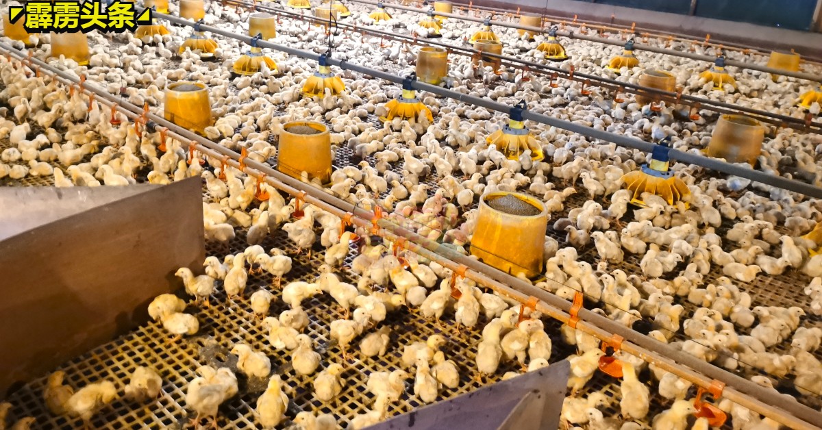 鸡农或为止损求存而减产，届时，农场也或会暂停进小鸡。