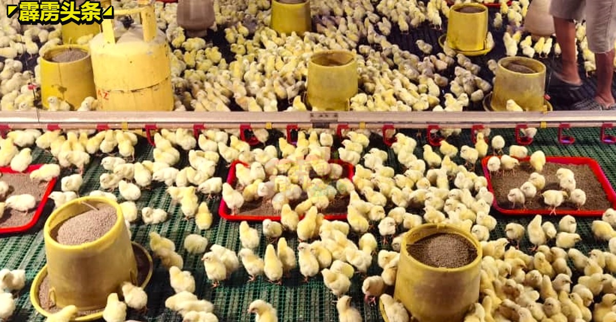鸡农异口同声指鸡饲料于1月及2月各涨价1令吉和2令吉，未来数月也或会再涨价。
