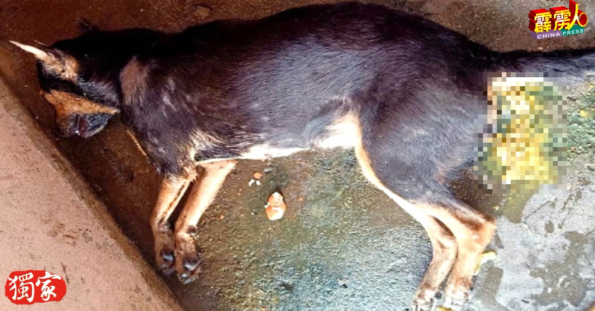 居民指多隻流浪狗误食毒内脏后，上吐下泄并痛苦挣扎后死去。