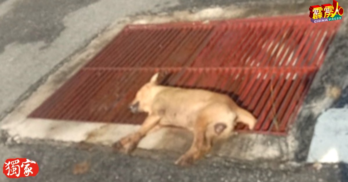 多隻流浪狗被发现中毒后横死在住宅区内。
