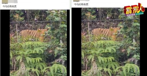金马崙再现虎踪？ 网友指在哈布茶园附近