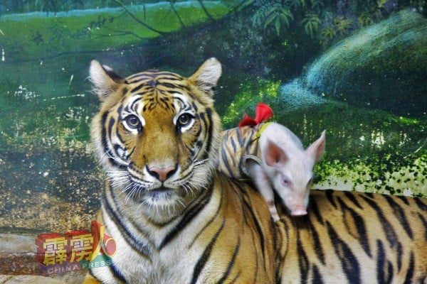 有见过老虎和猪打成一片吗？在泰国曼谷野生动物园，属于肉食动物的老虎不但不吃小猪，还让小猪骑在虎背上！
