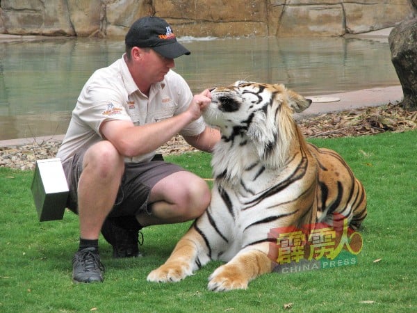 这头大老虎被驯兽师训得服服帖帖。