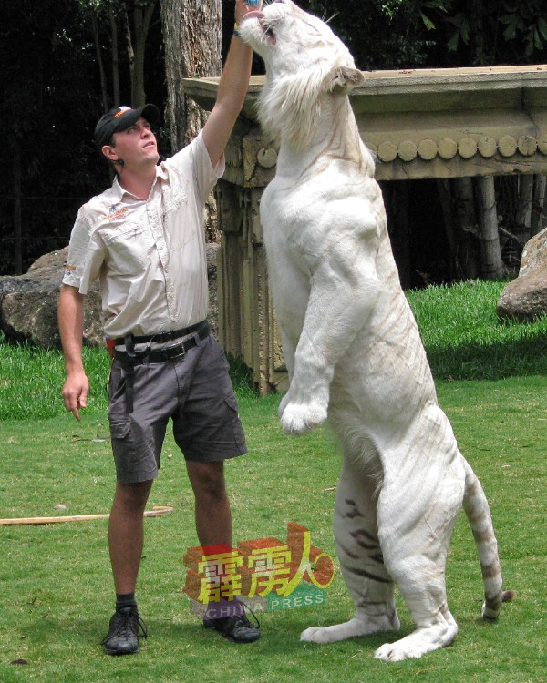 在澳洲动物园，白虎站起来比高大的驯兽师还高！