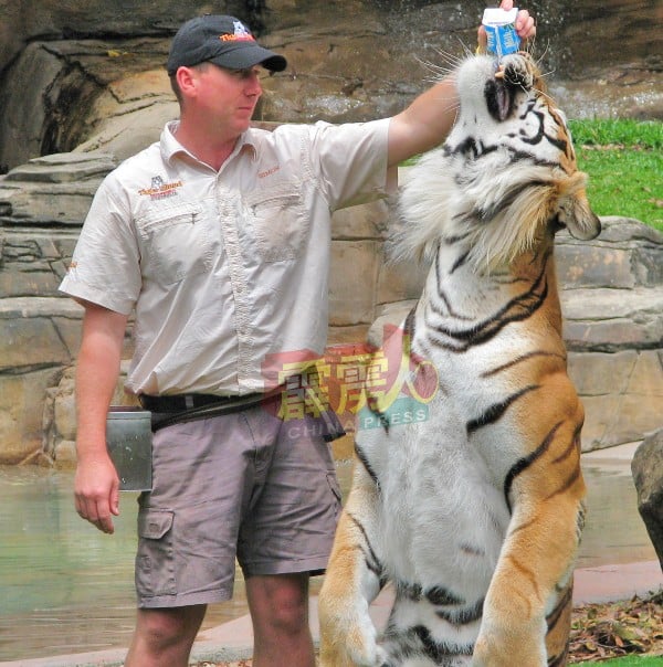 驯兽师喂老虎喝奶。