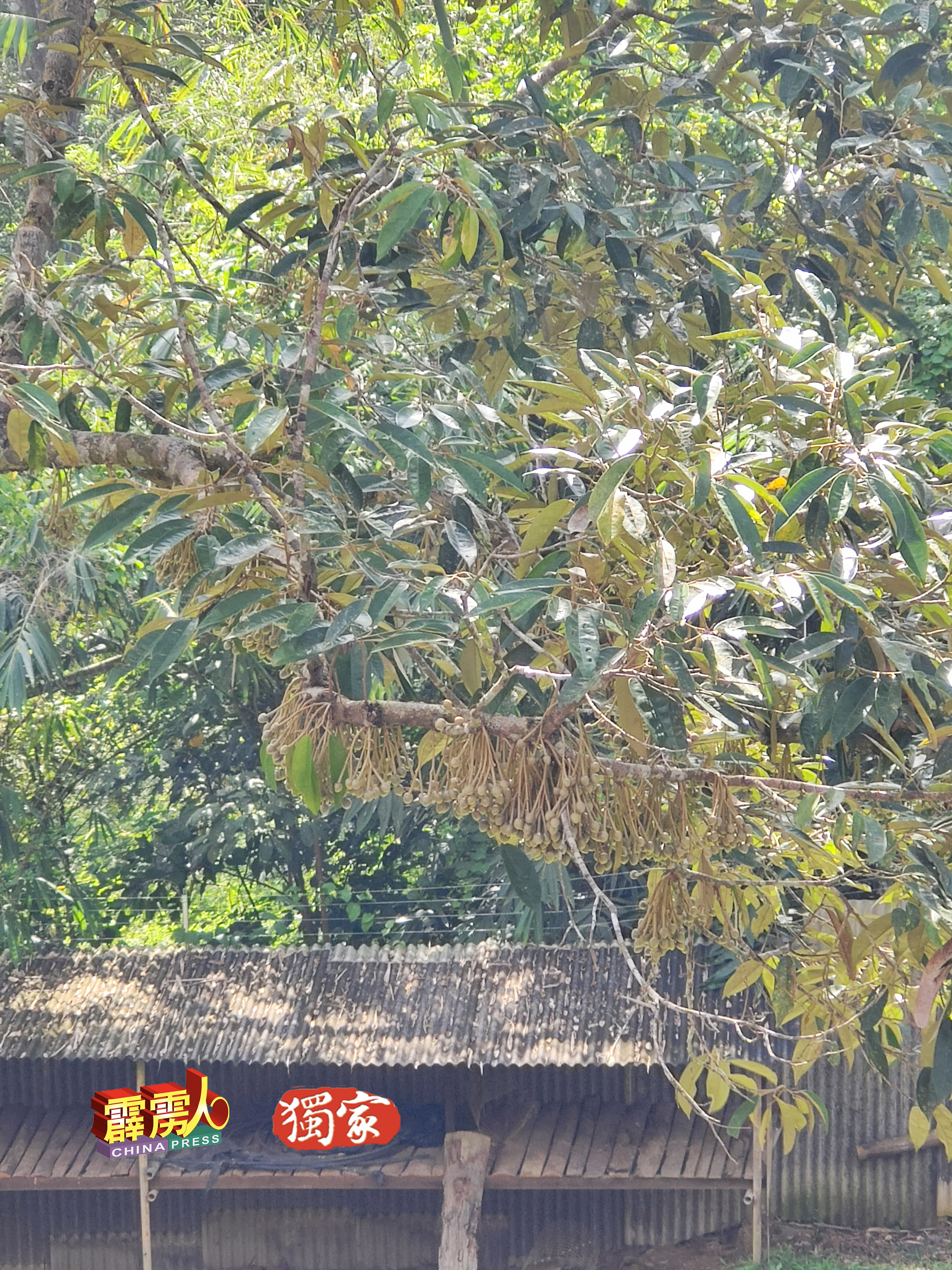 甘榜榴槤品种的老树，长满果实，预计7月会大唱丰收。