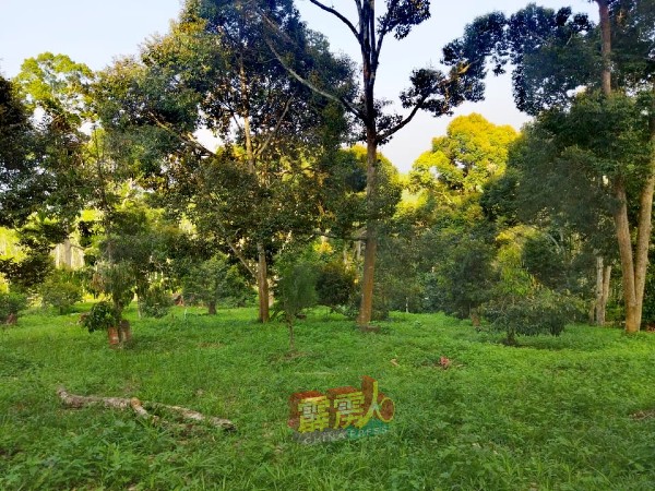 梁自强在新村附近的2英亩榴梿园。