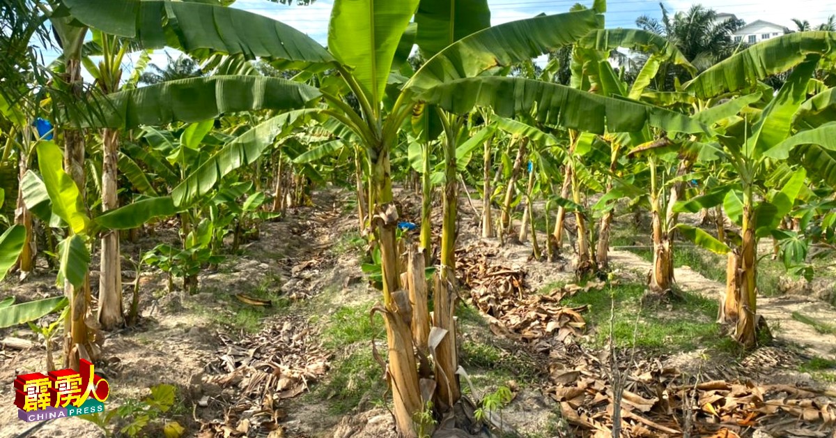 山慕德拉花园内的空地，也种有短期农作物香蕉。