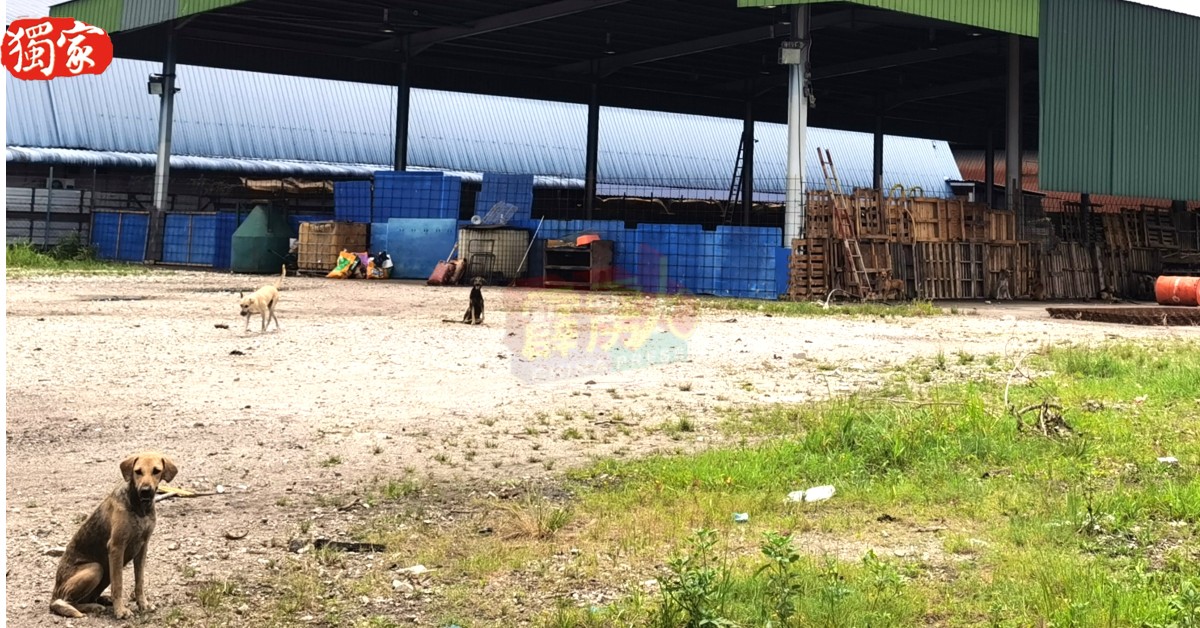 仓库业主要求“霹雳曼绒流浪动物之声福利协会”于4月尾搬出该仓库。