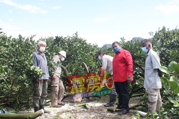 在阿拉法（右2）陪同下，安邦和打扪交界13户农民，忍痛砍掉20英亩地的柚子树。