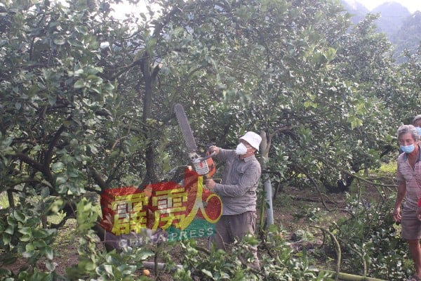 被锯下的不仅是柚子树，也是农民多年的心血。