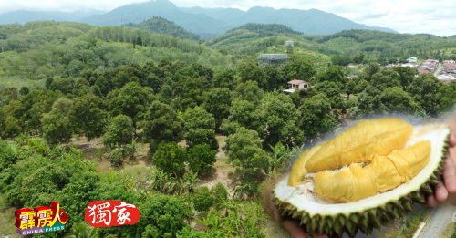 橡胶往昔光辉难再追 小园主纷改种猫山王