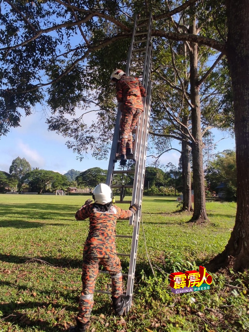 消拯员动用升缩性长梯，爬上树上助猫咪脱困。