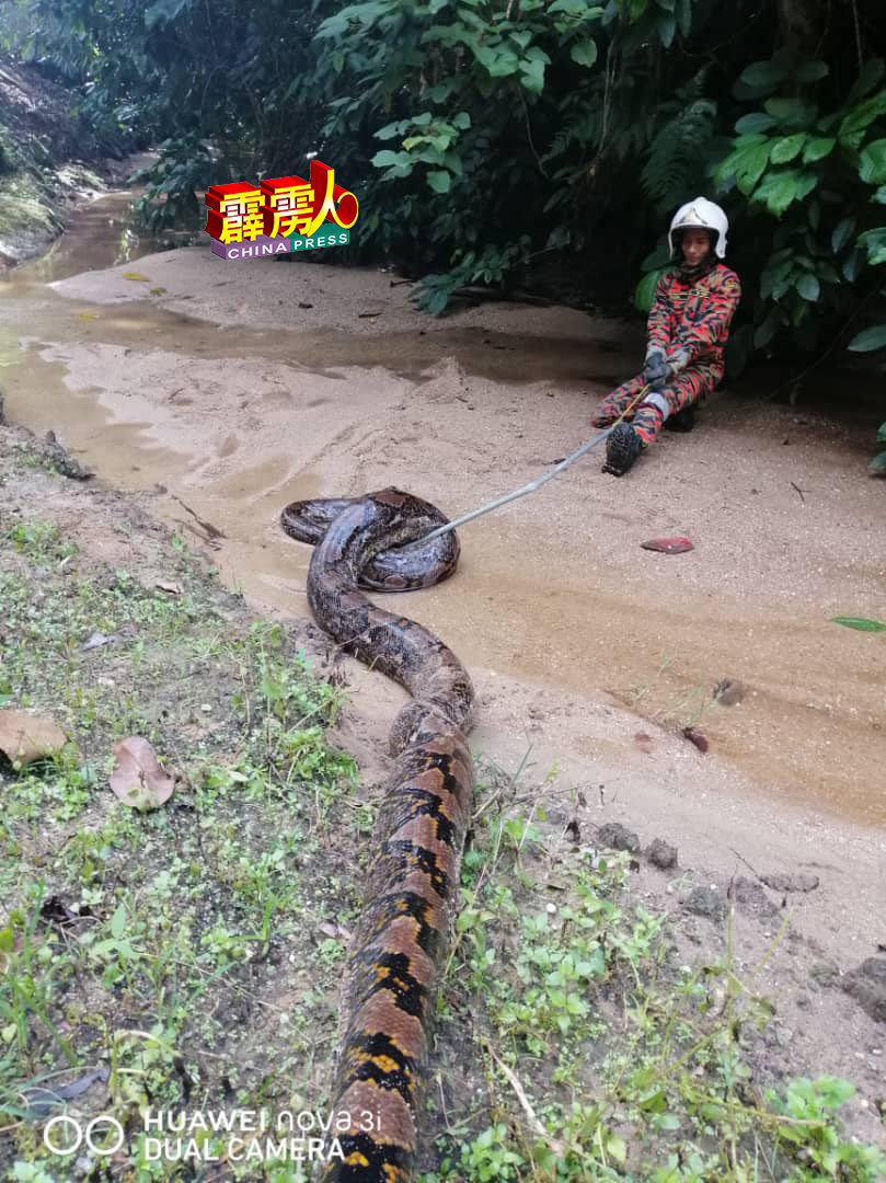 擒获的蟒蛇达20呎长，重达50公斤，非常巨大。