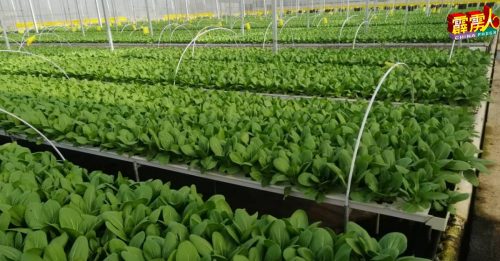 金马仑多雨   缺人手          蔬菜鲜花量少  价高