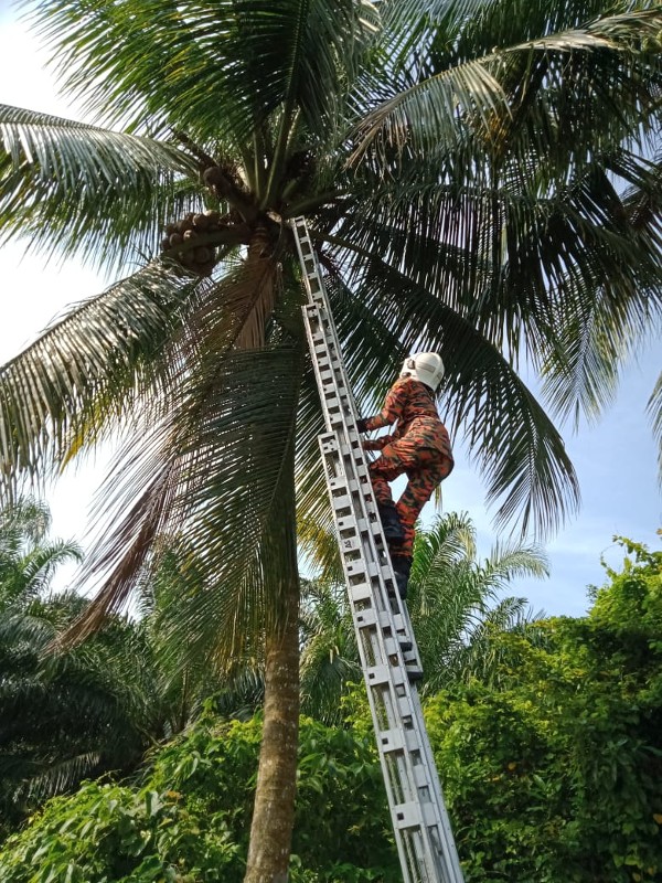 消拯员出动梯子，把处在12尺高椰树上的猫咪救下。