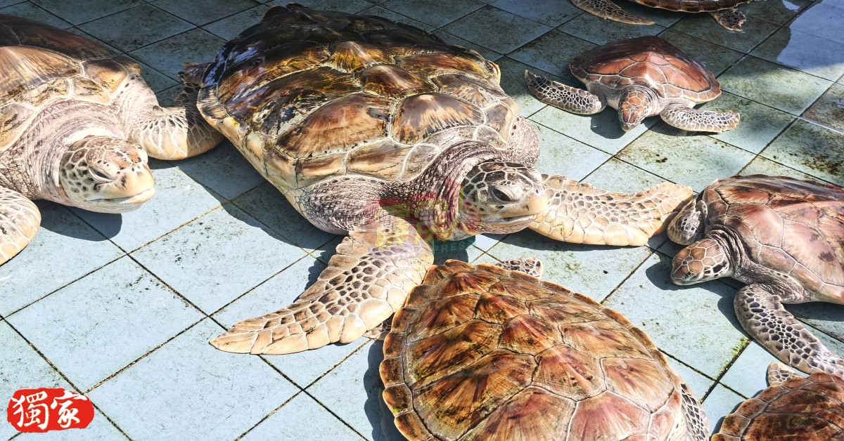 昔加里海龟孵育中心于斋戒月期间有开放参观，欢迎民众于特定时间前往参观。