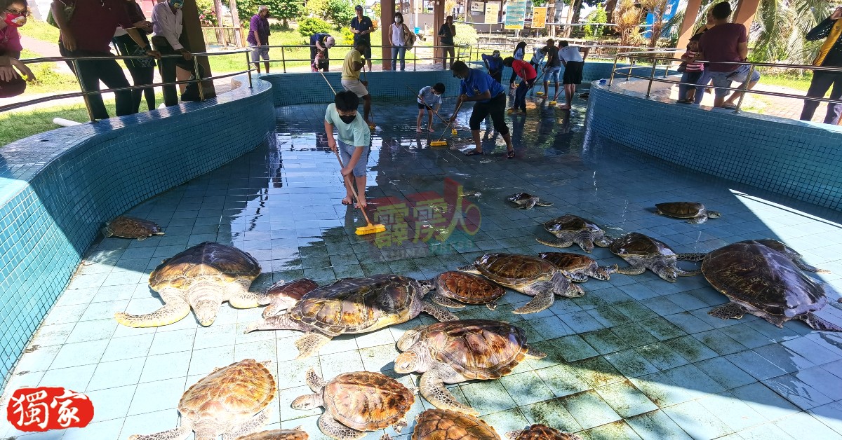 昔加里海龟孵育中心于斋戒月期间，也迎来地方社团义务清洗养龟池。