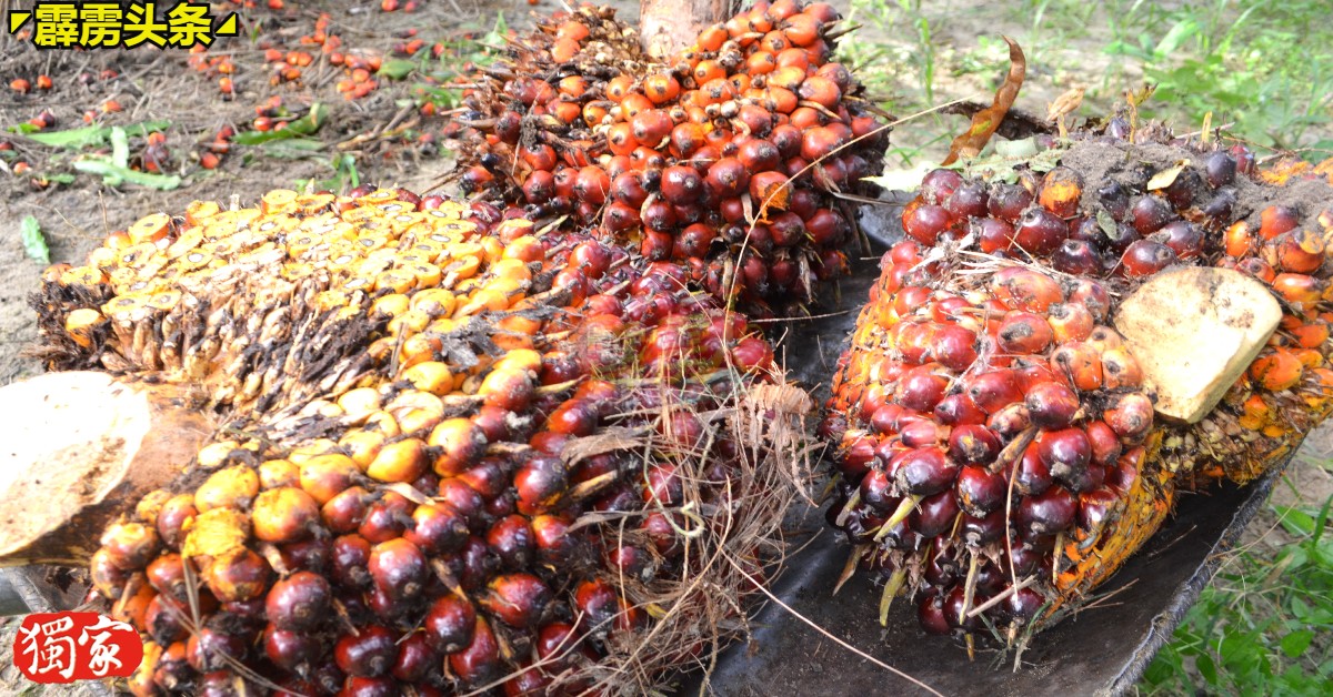 印尼禁止食用油和食用油原材料出口的禁令一出，我国油棕果价格也随即水涨船高。