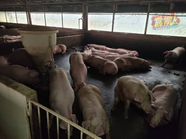 霹雳州爆发猪只感染了非洲猪瘟的不幸事故，受感染的猪只将面对销毁的命运。 （档案照）